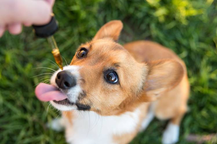 Is CBD Safe to use on pets?